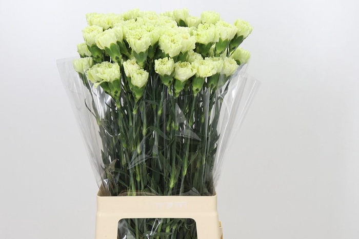 <h4>Dianthus St Voragine</h4>
