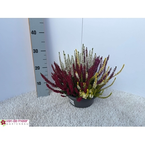 CALLU BL  QUATTRO G