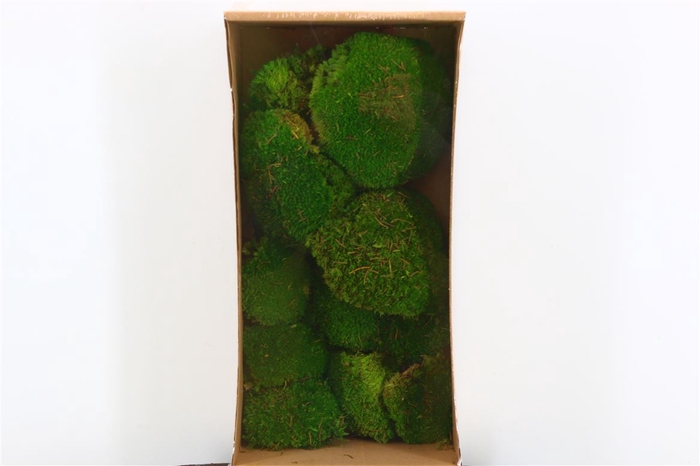 <h4>Pres Ball Moss 10pc L Green Box</h4>