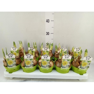 Narcissus TR 'Attraction'