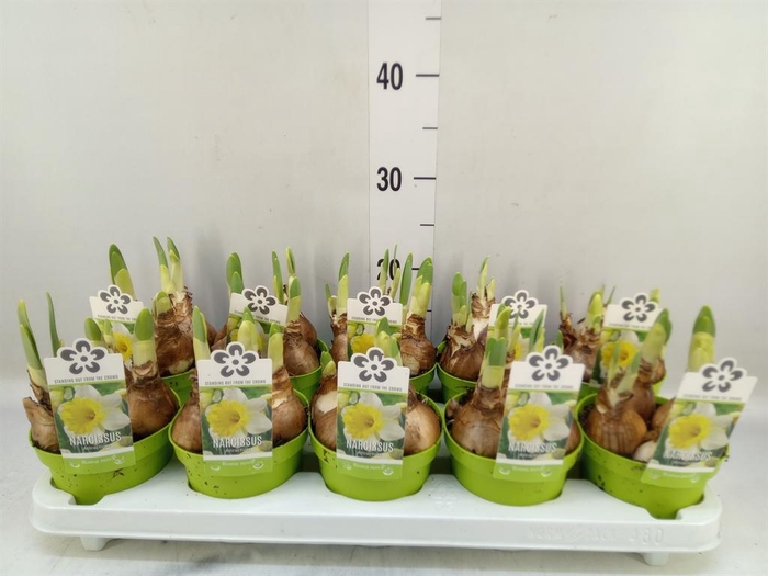 <h4>Narcissus TR 'Attraction'</h4>