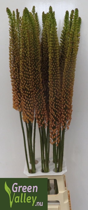 <h4>EREMURUS RUMBA</h4>