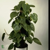 Philodendron Scandens Green Bush