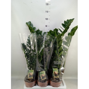 Zamioculcas zamiifolia