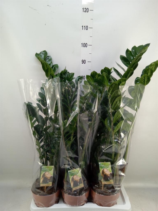 <h4>Zamioculcas zamiifolia</h4>