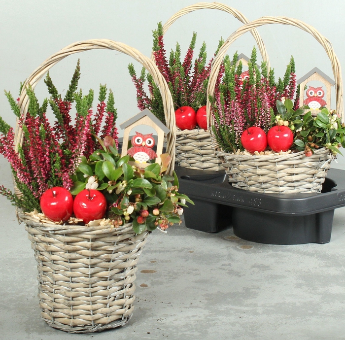 <h4>ARR TUINPLANTEN</h4>