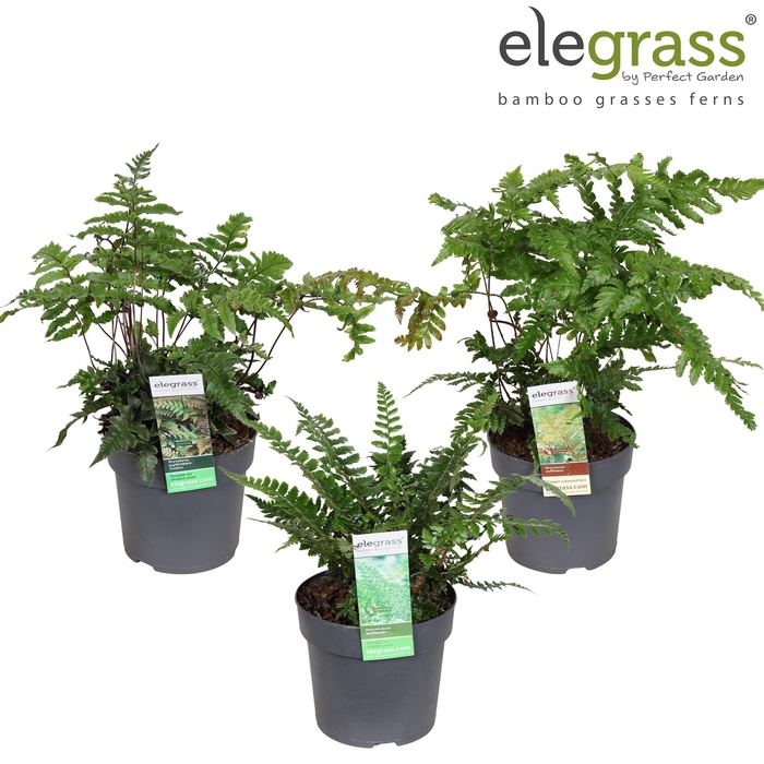 <h4>Varens mix tray P14</h4>