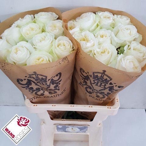 R GR LADY LINDSEY+ .