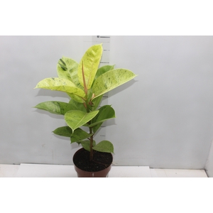 FICUS ELASTICA SHIVEREANA MOONSHINE P17