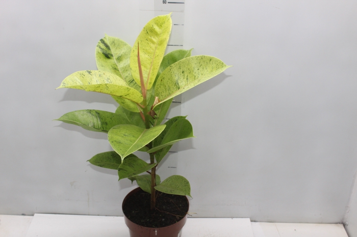 <h4>FICUS ELASTICA SHIVEREANA MOONSHINE P17</h4>