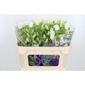 Campanula Champ Whit