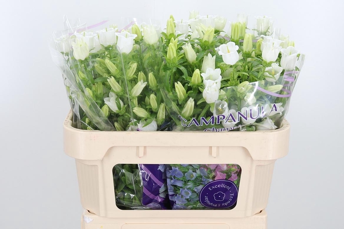 <h4>Campanula Champ Whit</h4>
