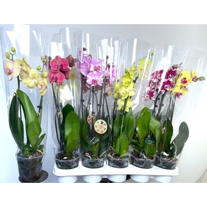 PHAL GEM 7 KL