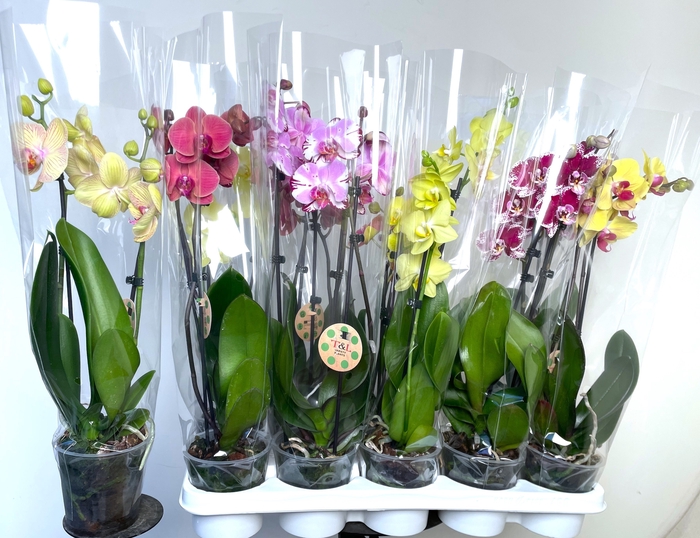 <h4>PHAL GEM 7 KL</h4>