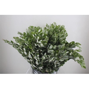 Pittosp Ralphi Leaves 400gr P Bunch