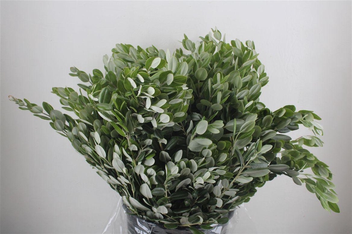<h4>Pittosp Ralphi Leaves 400gr P Bunch</h4>