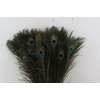 Feather Peacock Natural L60/70cm Pst