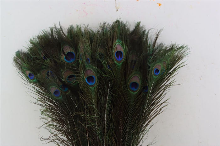 Feather Peacock Natural L60/70cm Pst