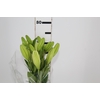 LIRIO RODENGO 080 CM HT 2/3 FLS BRANCO