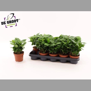 COFFEA ARABICA
