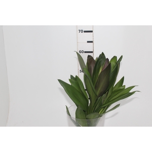 FOLHAGEM DRACENA POA