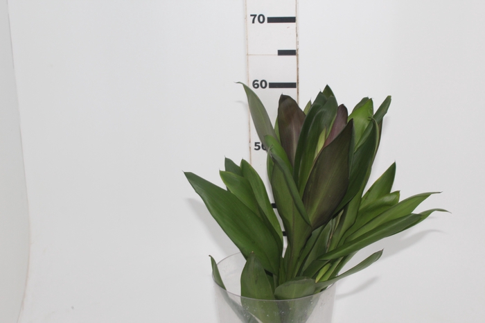 <h4>FOLHAGEM DRACENA POA</h4>