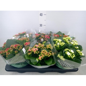 Kalanchoe blos. 'Rosalina'  ..mix 5