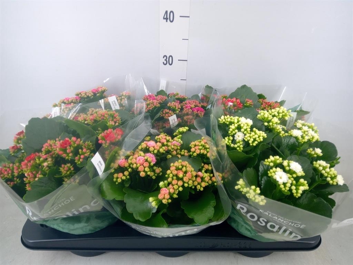 <h4>Kalanchoe blos. 'Rosalina'  ..mix 5</h4>