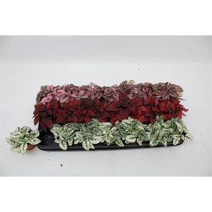 Hypoestes phyl. gemengd