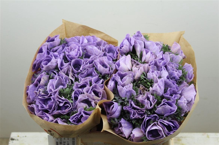 <h4>Anem Marianne Powder Lavender</h4>