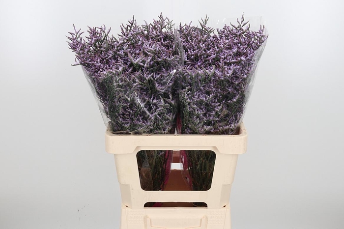 <h4>Limon Safora Lilac</h4>