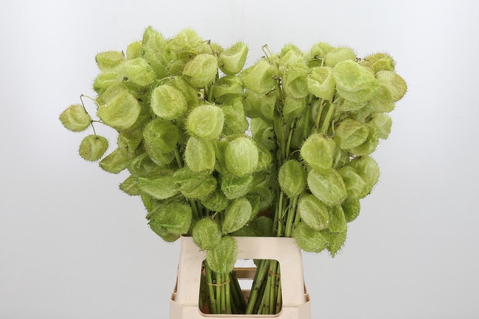 <h4>Asclepia Moby Dick</h4>