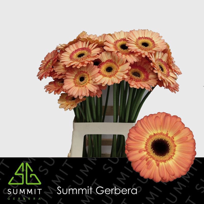 <h4>Gerbera Dino Lang Gelijk 56cm Water x40</h4>