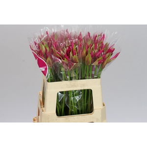 Nerine Bo Bas Van Roon