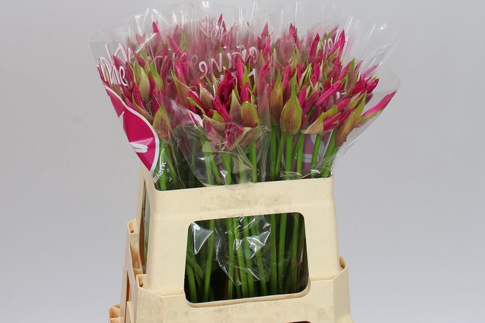 Nerine Bo Bas Van Roon