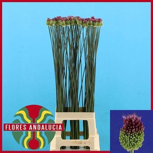 Allium Sphaerocephal