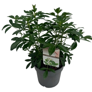Choisya ternata sense