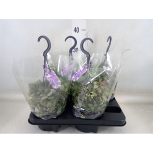 Ceropegia woodii ssp. woodii