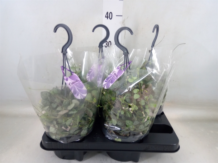<h4>Ceropegia woodii ssp. woodii</h4>
