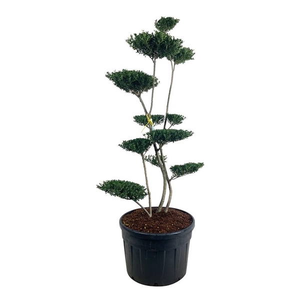<h4>Ilex crenata 'Green Hedge'</h4>