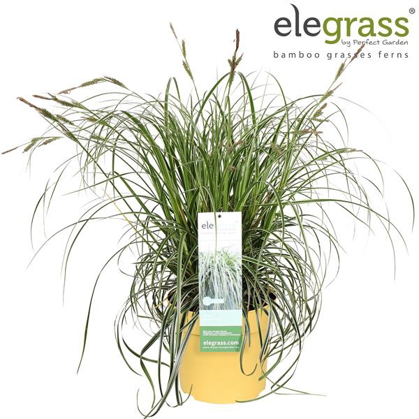 <h4>Carex 'Feather Falls' P23</h4>