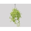 PEPEROMIA SCANDENS C21 MIN 100 CM PENDENTE