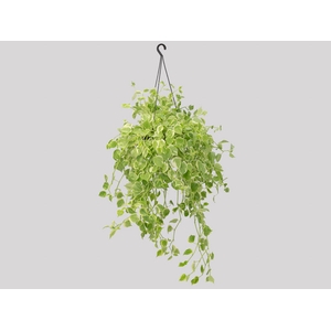 PEPEROMIA SCANDENS C21 MIN 100 CM PENDENTE