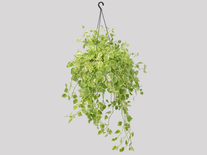 <h4>PEPEROMIA SCANDENS C21 MIN 100 CM PENDENTE</h4>