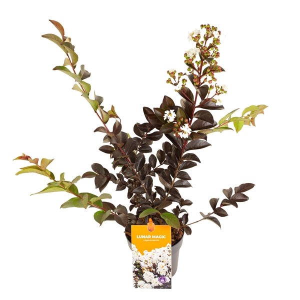 <h4>Lagerstroemia 'Lunar Magic'</h4>