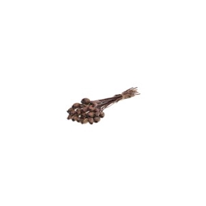Papaver deep brown