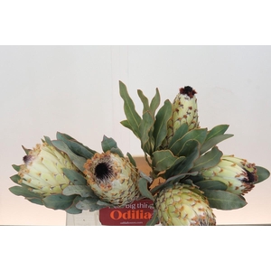 Protea Barbigera Ice Queen Air