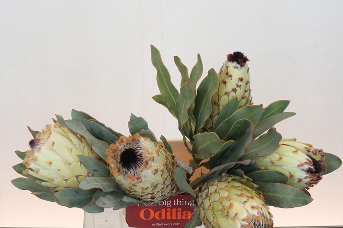 <h4>Protea Barbigera Ice Queen Air</h4>