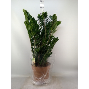Zamioculcas zamiifolia