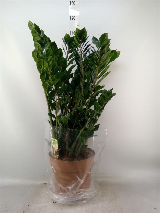 <h4>Zamioculcas zamiifolia</h4>